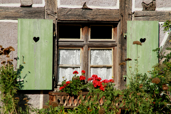 Géranium, la fleur chère au coeur de l'Alsace 