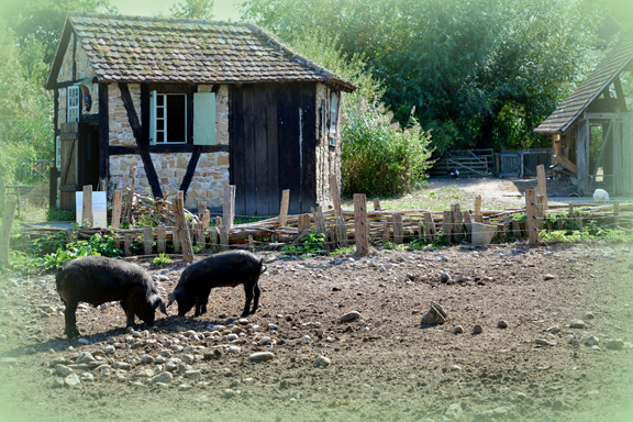 Cochons à l'Ecomusée d'Alsace d'Ungersheim