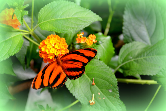 Le Jardin des Papillons - Hunawhir 68