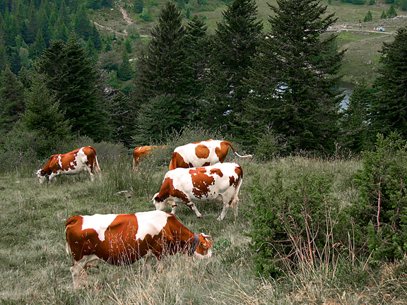 Vaches au pâturage en Alsace