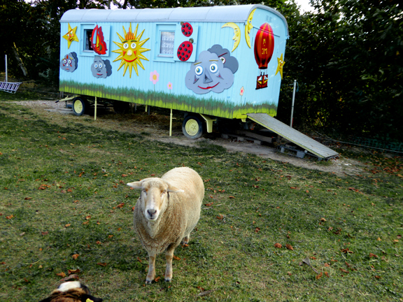 Mouton dans un éco-lieu alternatif de Petit-Landau en Alsace