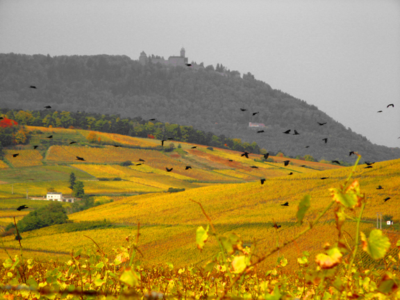 Vignoble de Ribeauvillé et au loin le château du Haut-Koenigsbourg