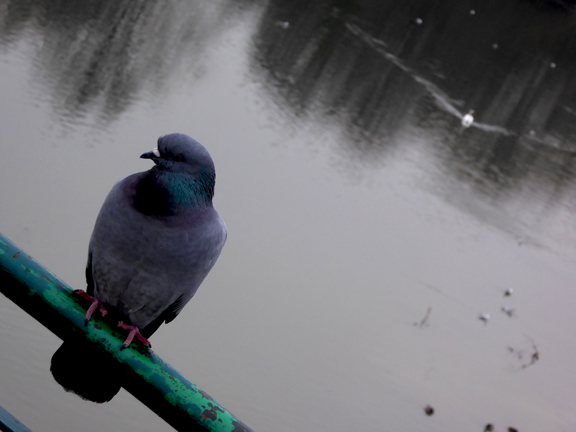 Pigeon au Pont Chinois sur l'Ill à Mulhouse