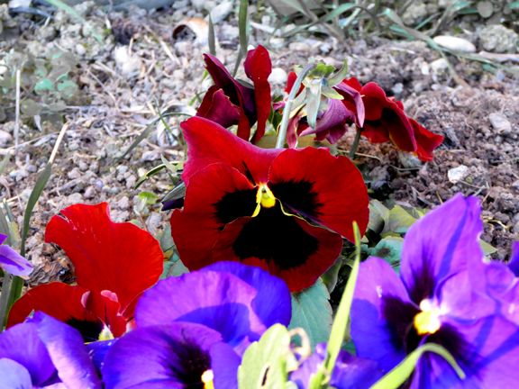 Pensée, la fleur préférée de ma mère…