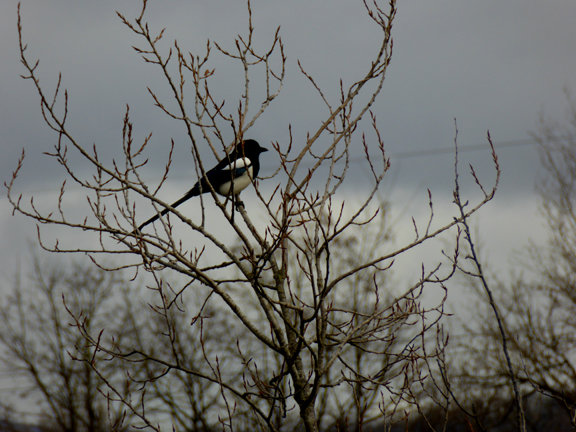 Grisaille hivernale