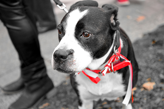 et même le soutien de  manifestants canins ;-)