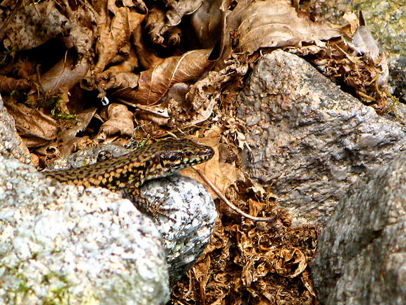 y a pas d'lézard...!