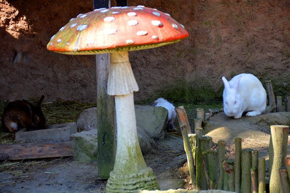 Lapins au zoo de Mulhouse