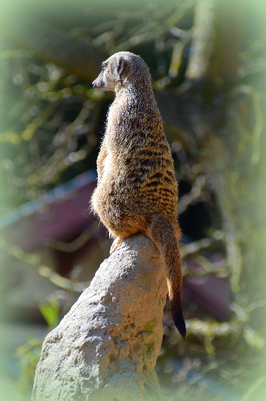 Sentinelle suricate au Zoo de Mulhouse