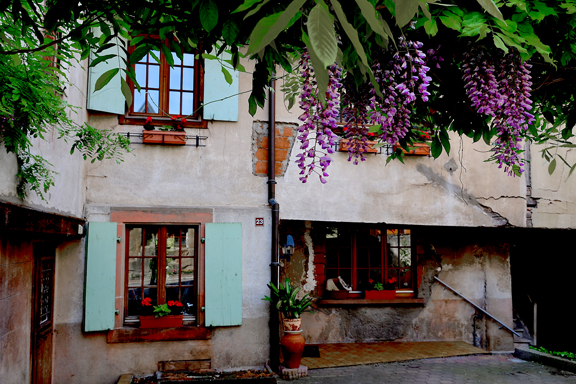 Glycine à Hunawhir en Alsace