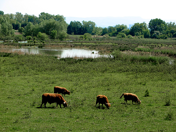 Troupeau de Highland à la Petite Camargue alsacienne