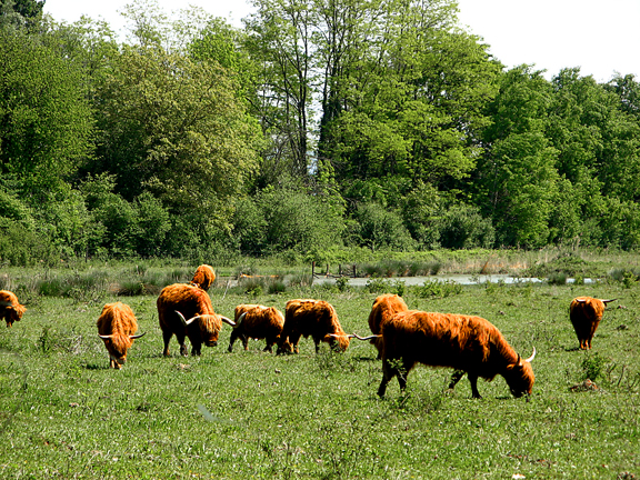 Neuweg petite Camargue (3)