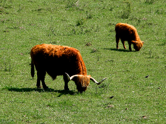 Neuweg petite Camargue (6)