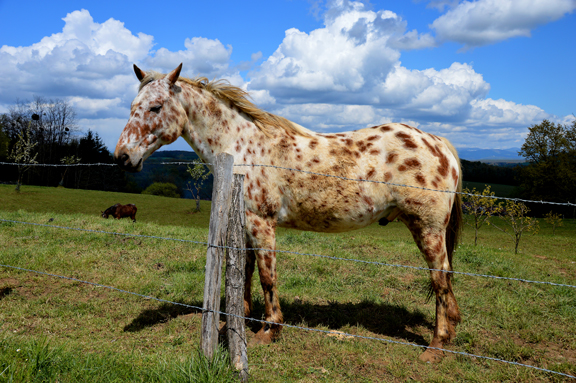 Cheval en pâturage en Haute-Saône