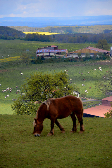 Cheval dans une prairie en Haute Saône