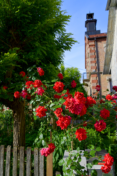 Premières roses de l'année 2016