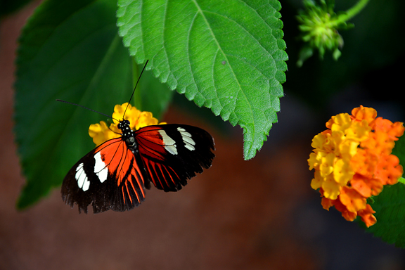 Jardin des papillons à  Hunawihr en Alsace