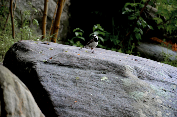 Visiteur sur un rocher du mur païen