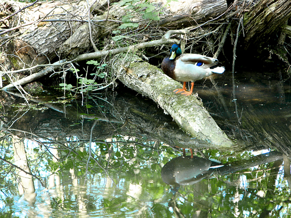 Canard sur une Île du Rhin à Rosenau en Alsace