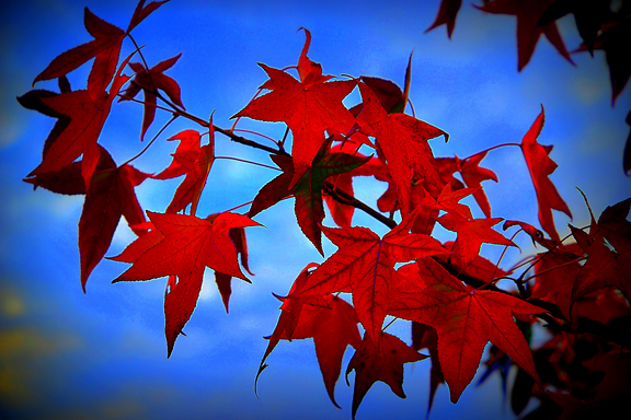 Acer palmatum à Ottmarsheim en Alsace