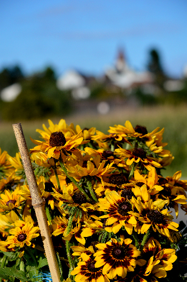 Champ de fleurs à Eschentzwiller en Alsace