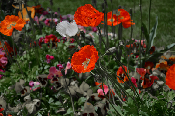 Fragile coquelicot 