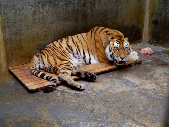 Tigre dans sa chambre à coucher au moment du réveil