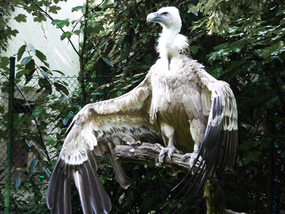 Aigle dans son enclos