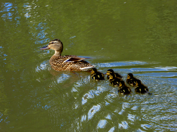 Canard et canetons à Rixheim en Alsace