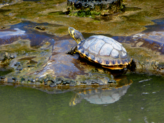 Tortue dans un étang à Rixheim en Alsace