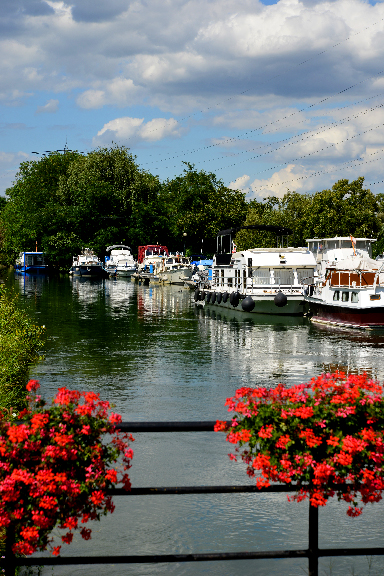 Géranium au Port de plaisance de Kembs Alsace