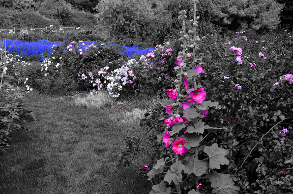 Jardin bleu, blanc, rouge à Illzach Alsace