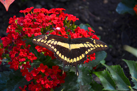 L'été d'un papillon alsacien