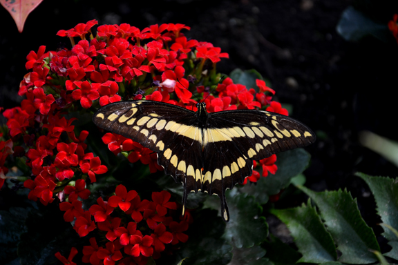 Papillon dans la nature
