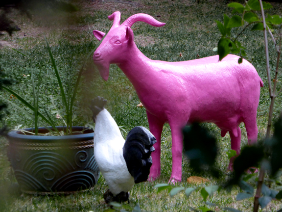 Chèvre rose, rue Gambetta à Mulhouse 