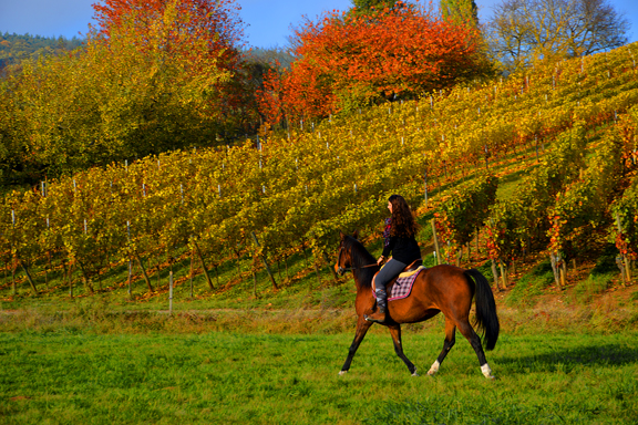Hélène et sa jument, Idéal, dans le vignoble de Soultz en Alsace