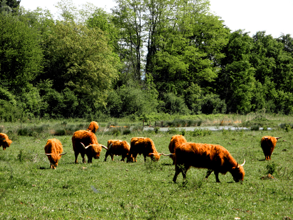 Troupeau de vaches Highland dans la Petite Camargue alsacienne