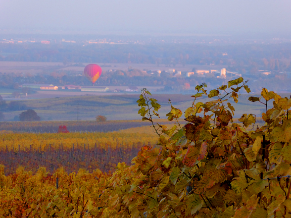 Montgolfière dans le vignoble alsacien dans la brume matinale