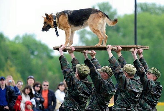 Un héros parmi les héros... ce chien a permis de sauver beaucoup de vies... même la sienne!