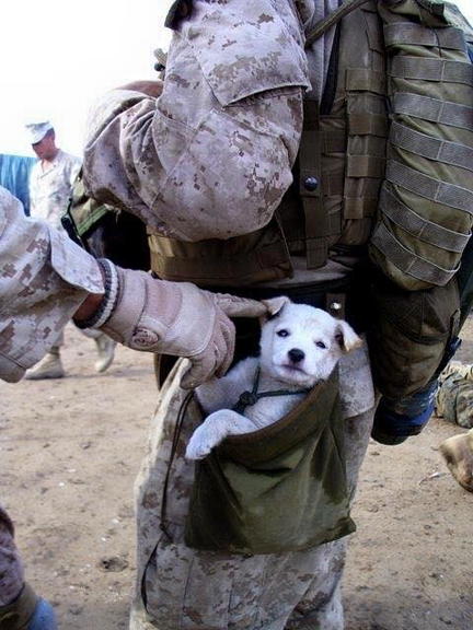 Certaines compagnies ont un chien comme mascotte... il est reconnu que celui-ci apporte un grand réconfort aux soldats.