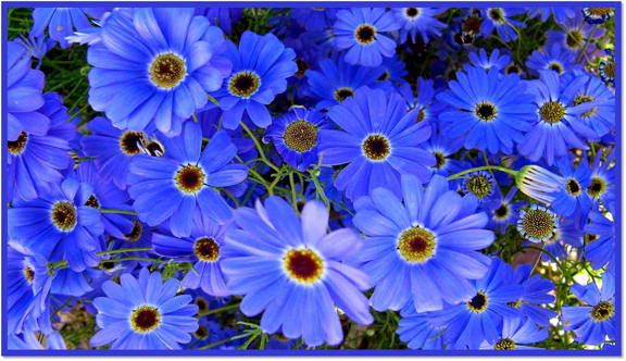 L'heure bleue, la meilleure pour sentir les fleurs...